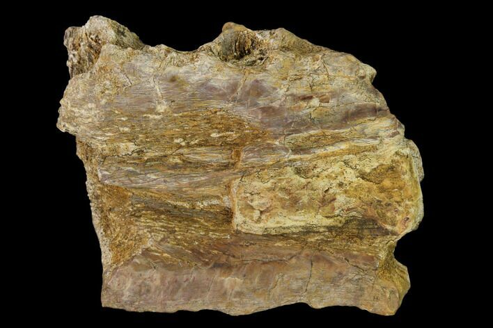 Permian Amphibian Fossil Bone - Texas #153743